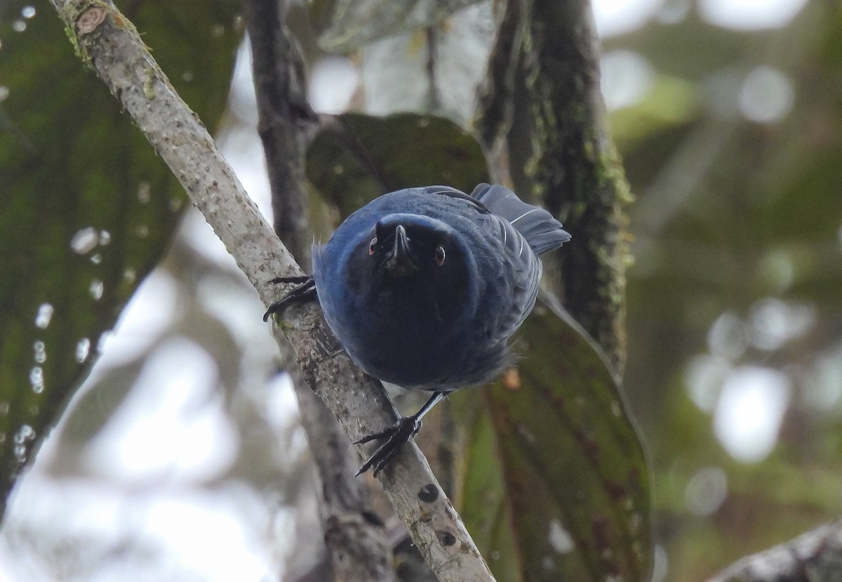 Masked Flowerpiercer - ML622055305