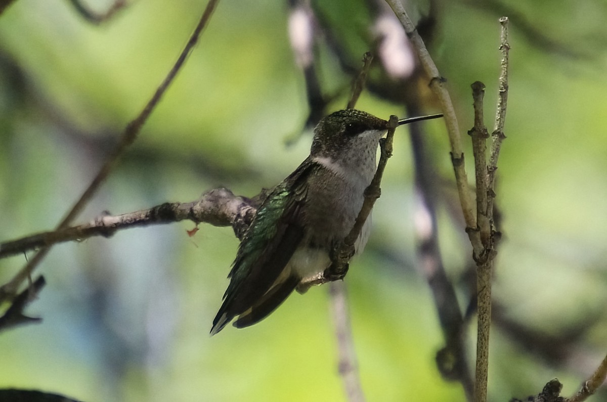 Ruby-throated Hummingbird - ML622055306