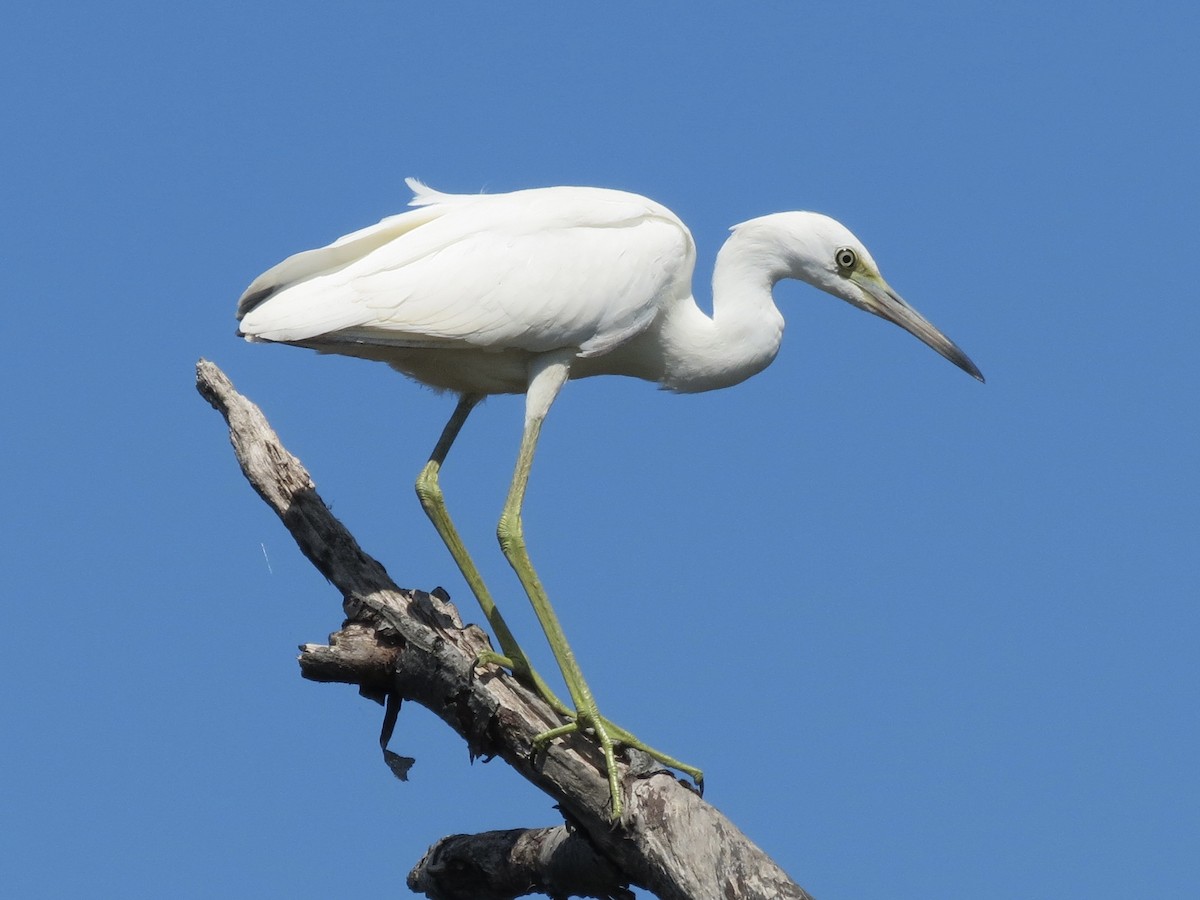 Little Blue Heron - ML622055309