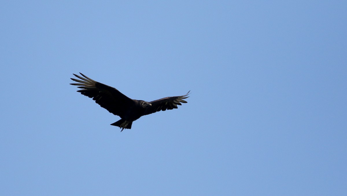 Black Vulture - ML62205531
