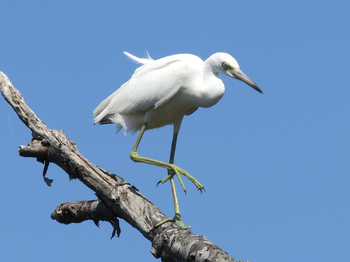 Little Blue Heron - ML622055310