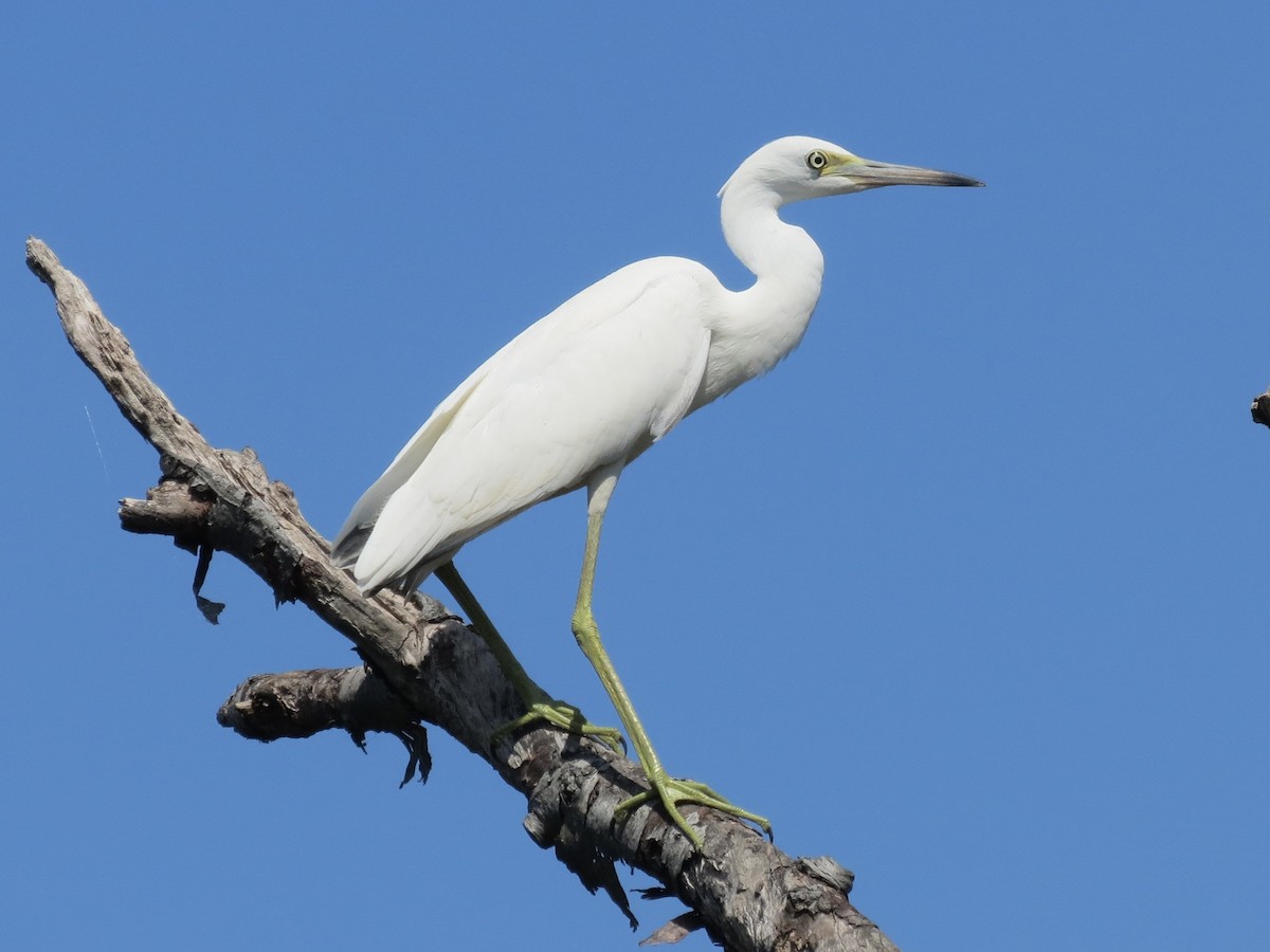 Little Blue Heron - ML622055311