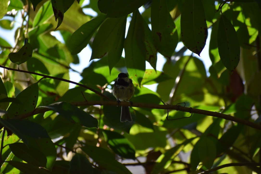 Black-capped Chickadee - Joshua Galpern