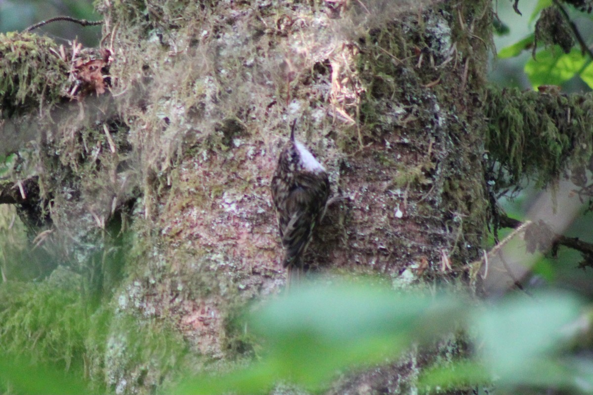 Brown Creeper - ML622055316