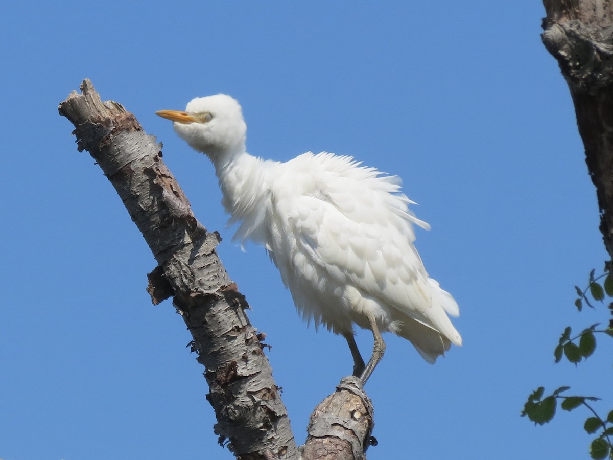 Western Cattle Egret - Tim Carney