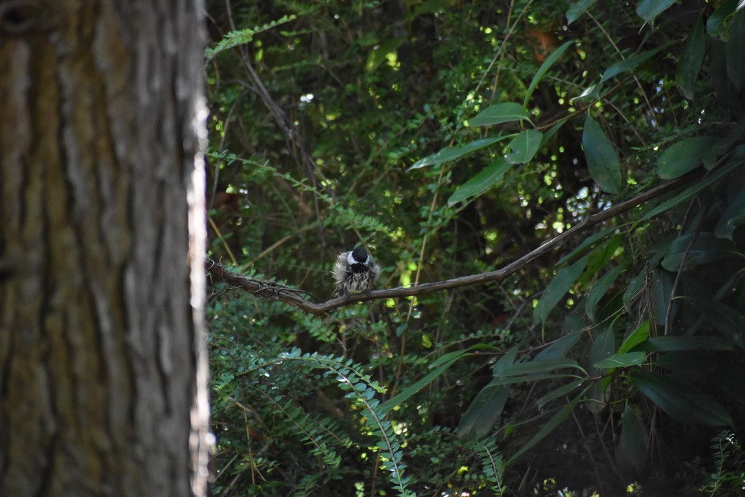 Black-capped Chickadee - ML622055318