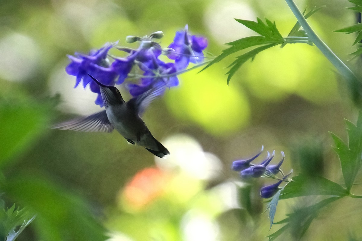 Ruby-throated Hummingbird - ML622055323