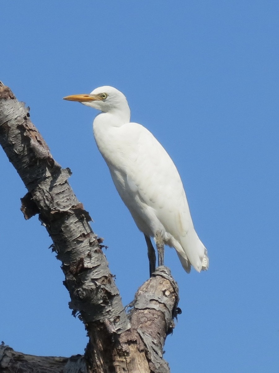 Western Cattle Egret - Tim Carney