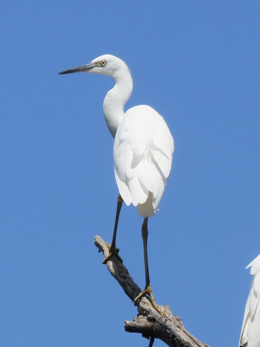 Snowy Egret - ML622055325