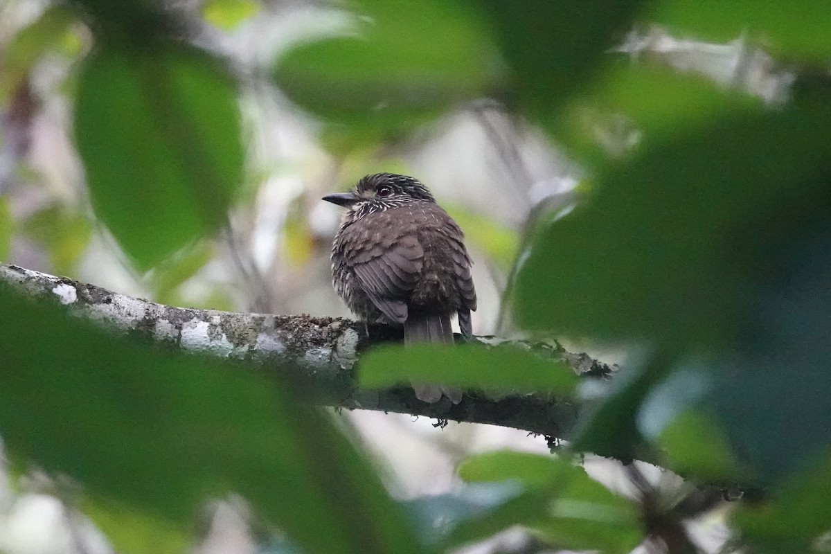 Black-streaked Puffbird - ML622055326