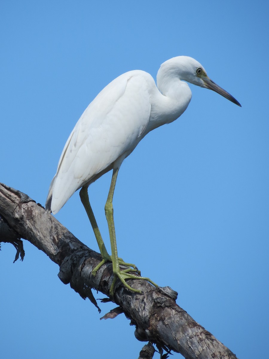 Little Blue Heron - ML622055328