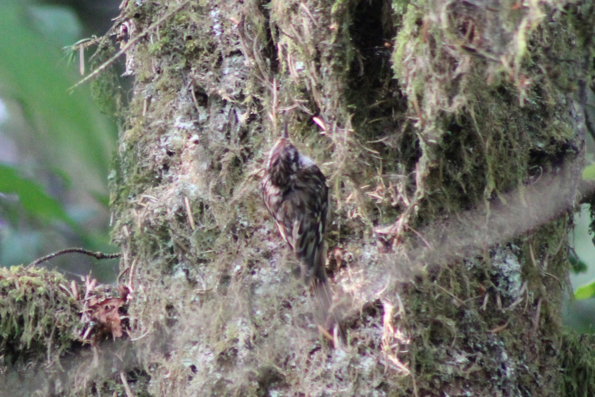 Brown Creeper - ML622055329