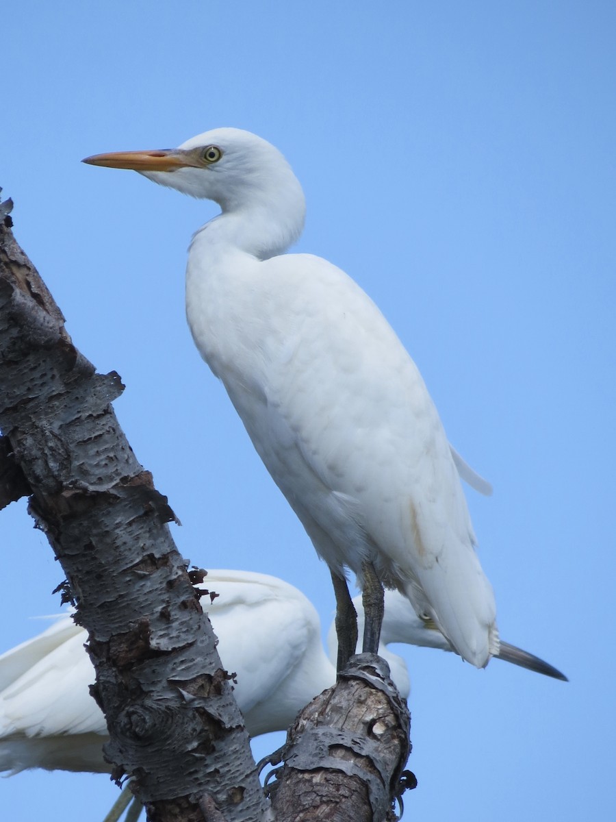 Western Cattle Egret - ML622055330