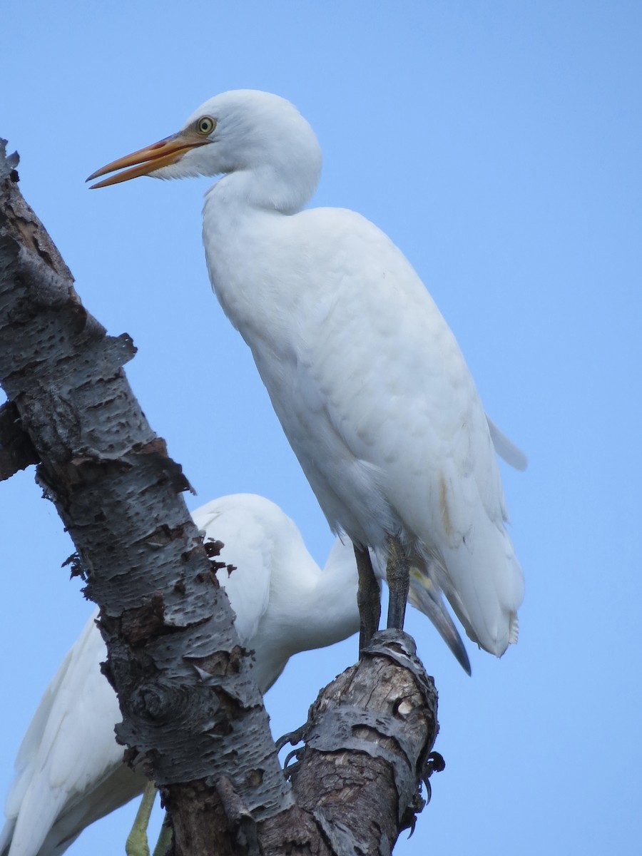 Western Cattle Egret - ML622055331