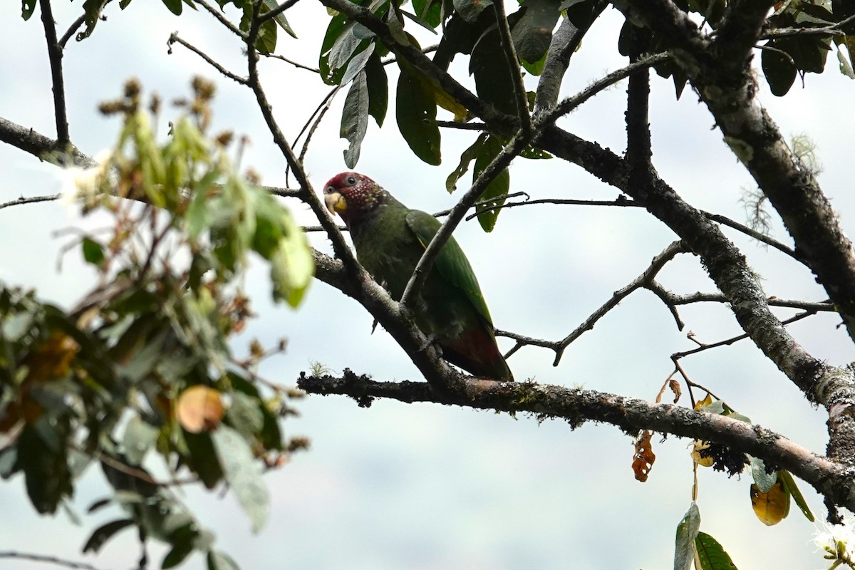 Speckle-faced Parrot - ML622055332