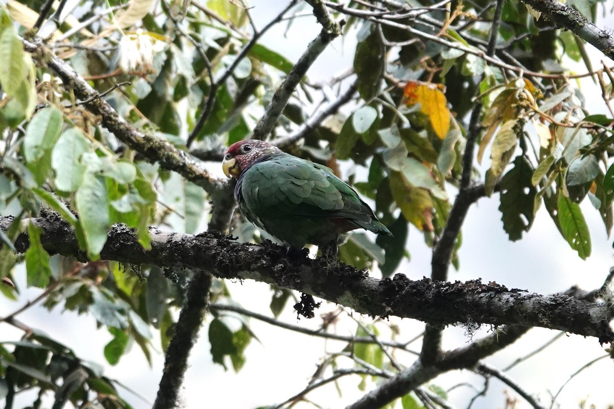Speckle-faced Parrot - ML622055333
