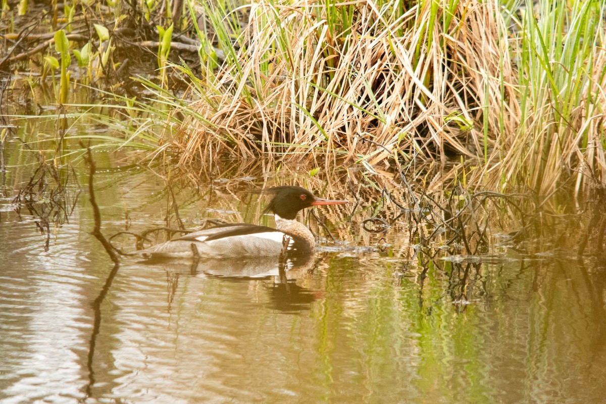 Red-breasted Merganser - ML622055335