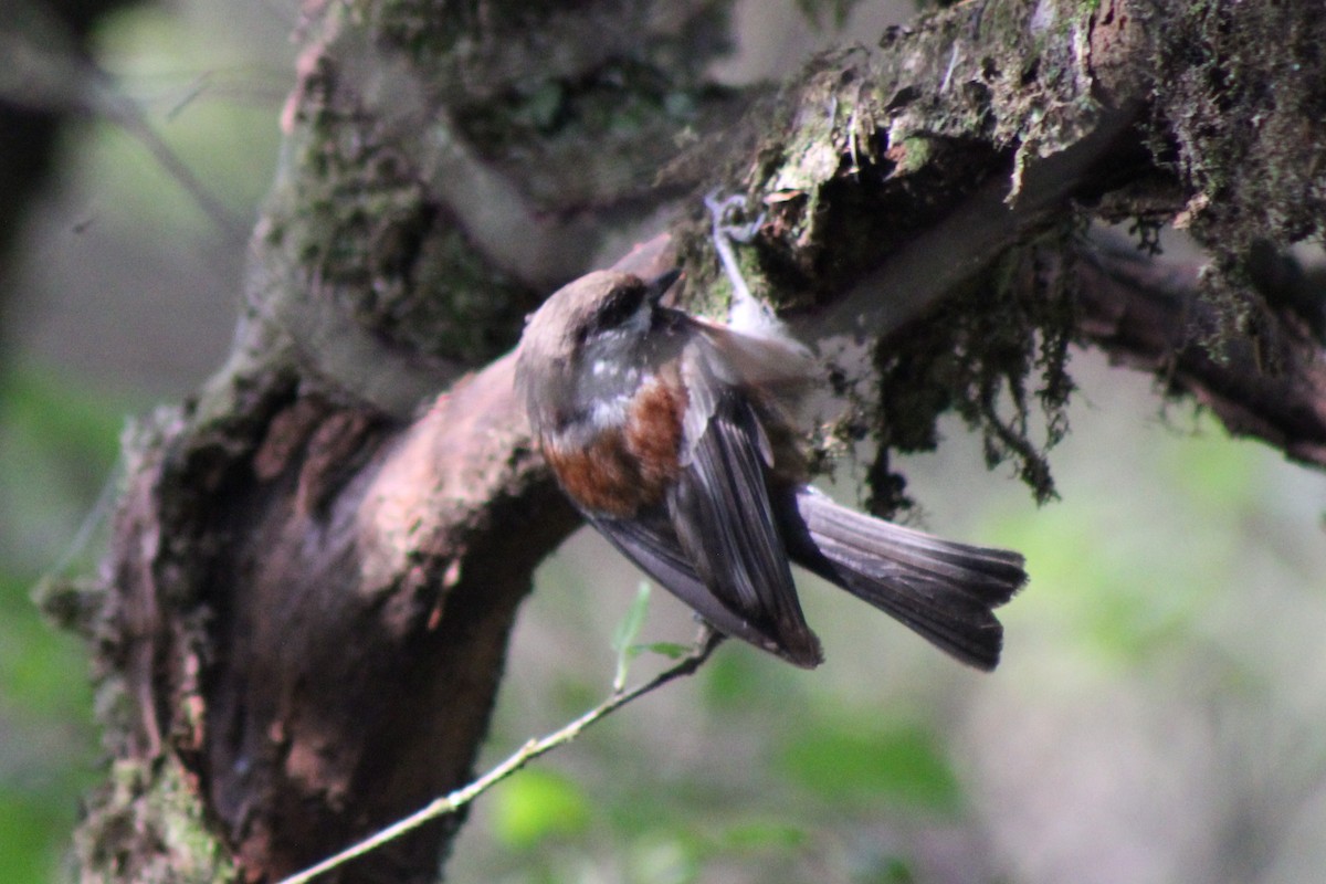 Chestnut-backed Chickadee - ML622055337