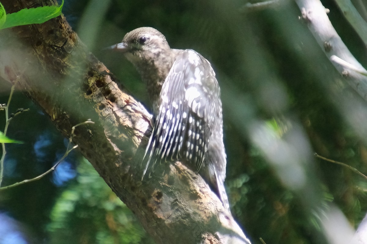 Yellow-bellied Sapsucker - ML622055339