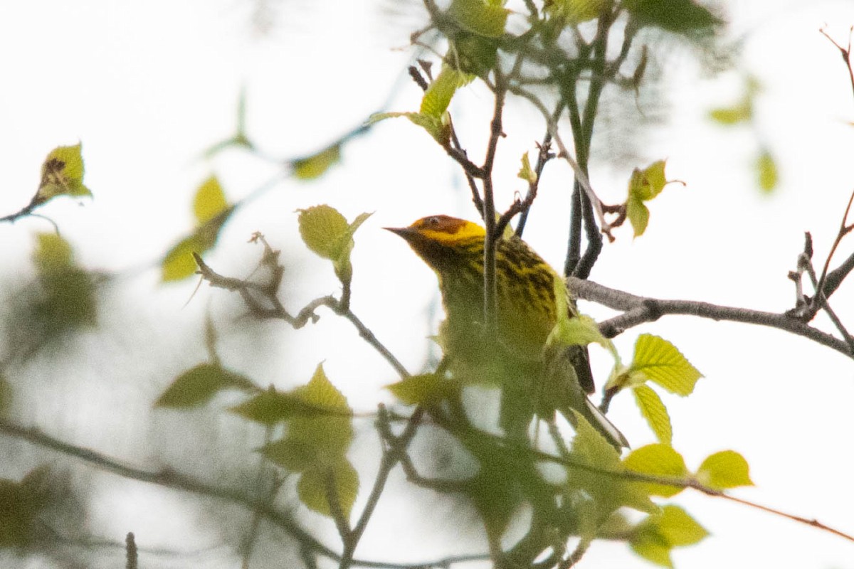 Cape May Warbler - ML622055340
