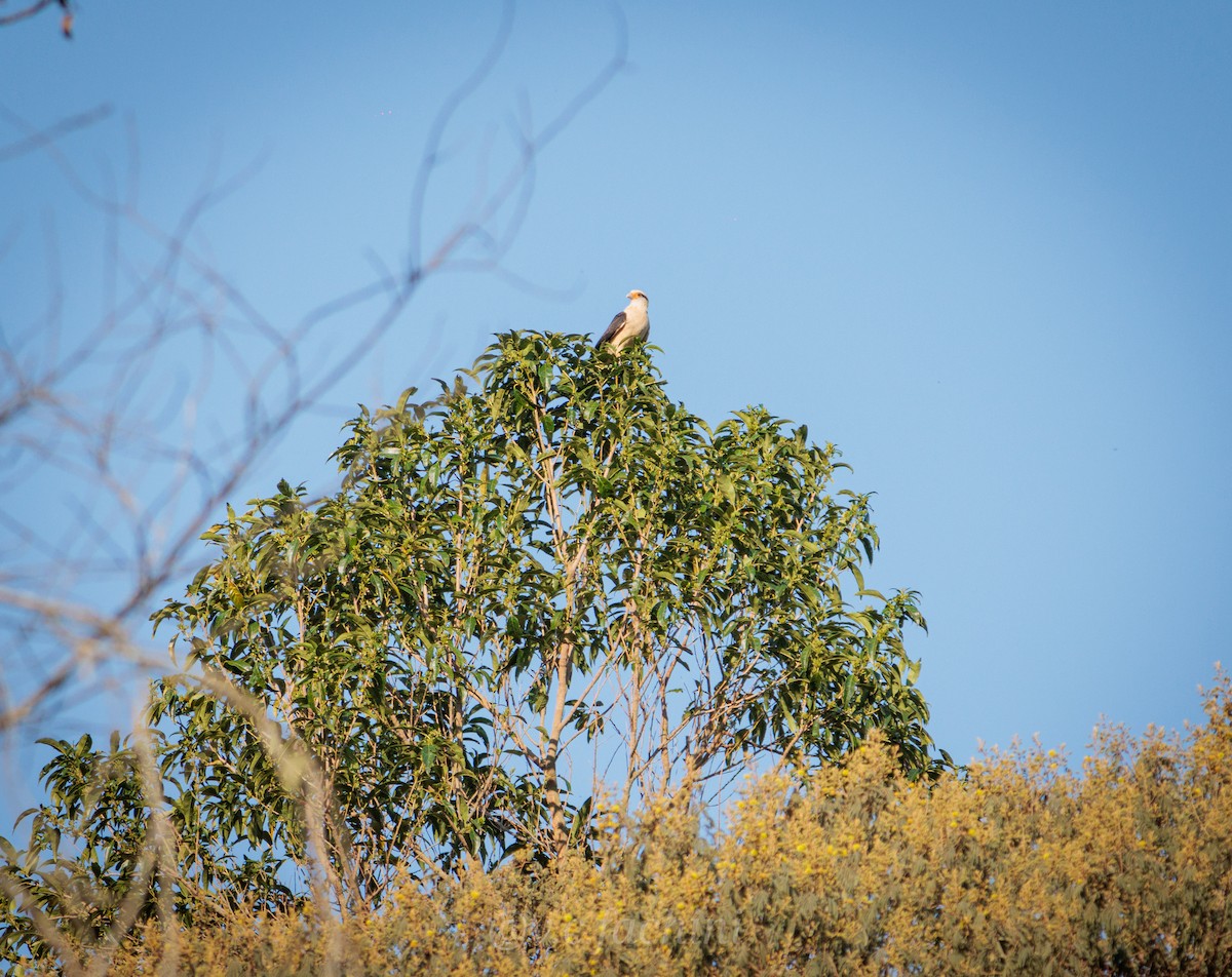 Yellow-headed Caracara - ML622055341