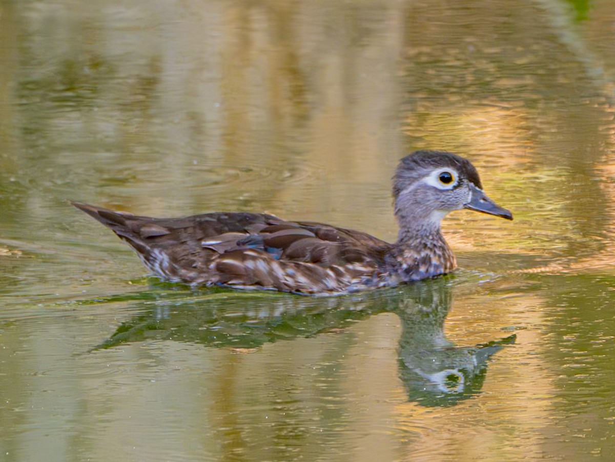 Wood Duck - ML622055349