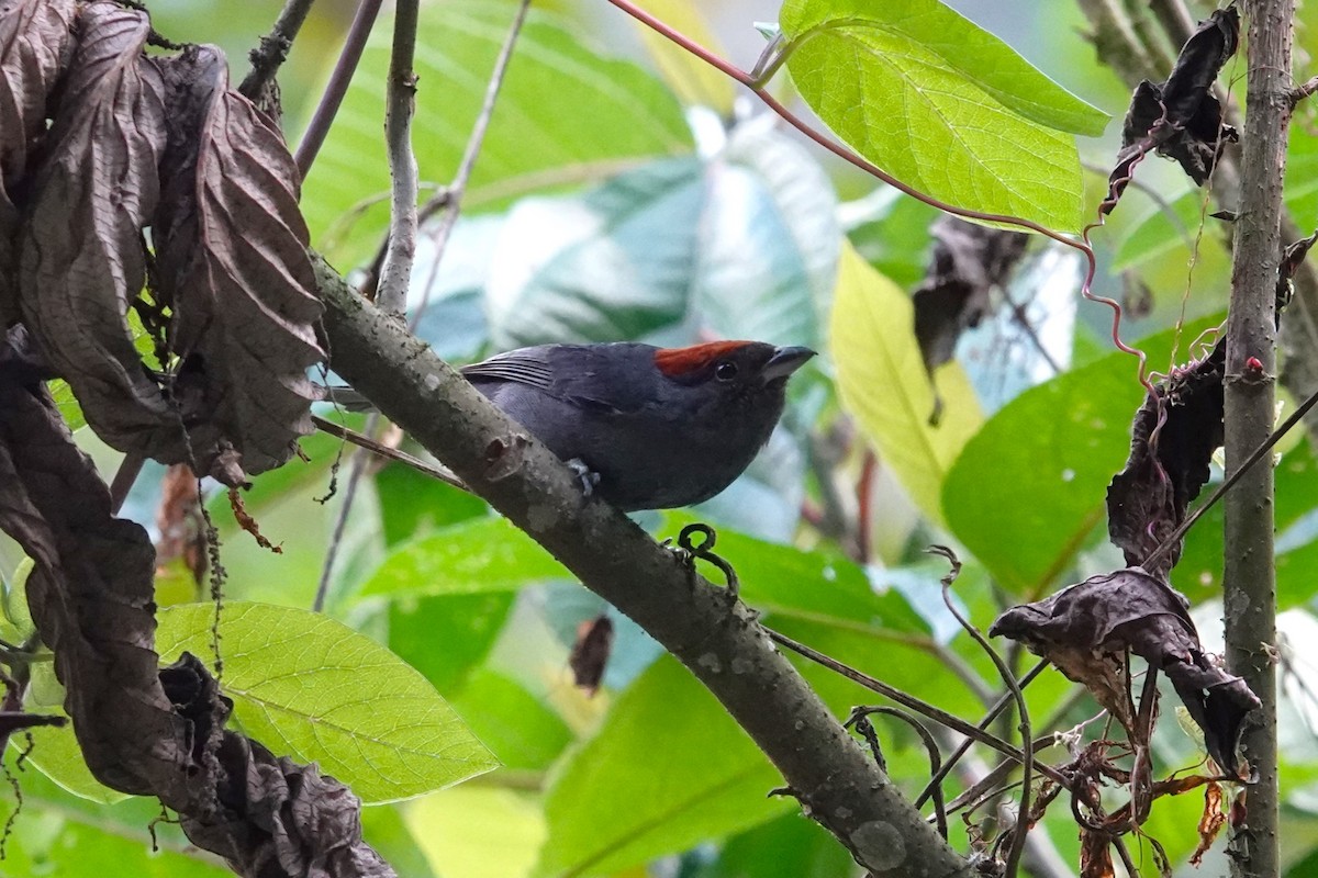 Slaty Tanager - ML622055351