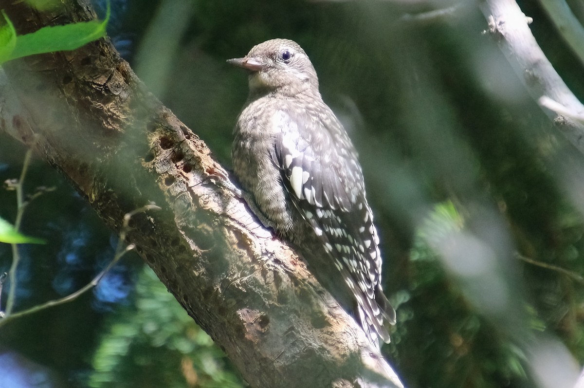 Yellow-bellied Sapsucker - ML622055353