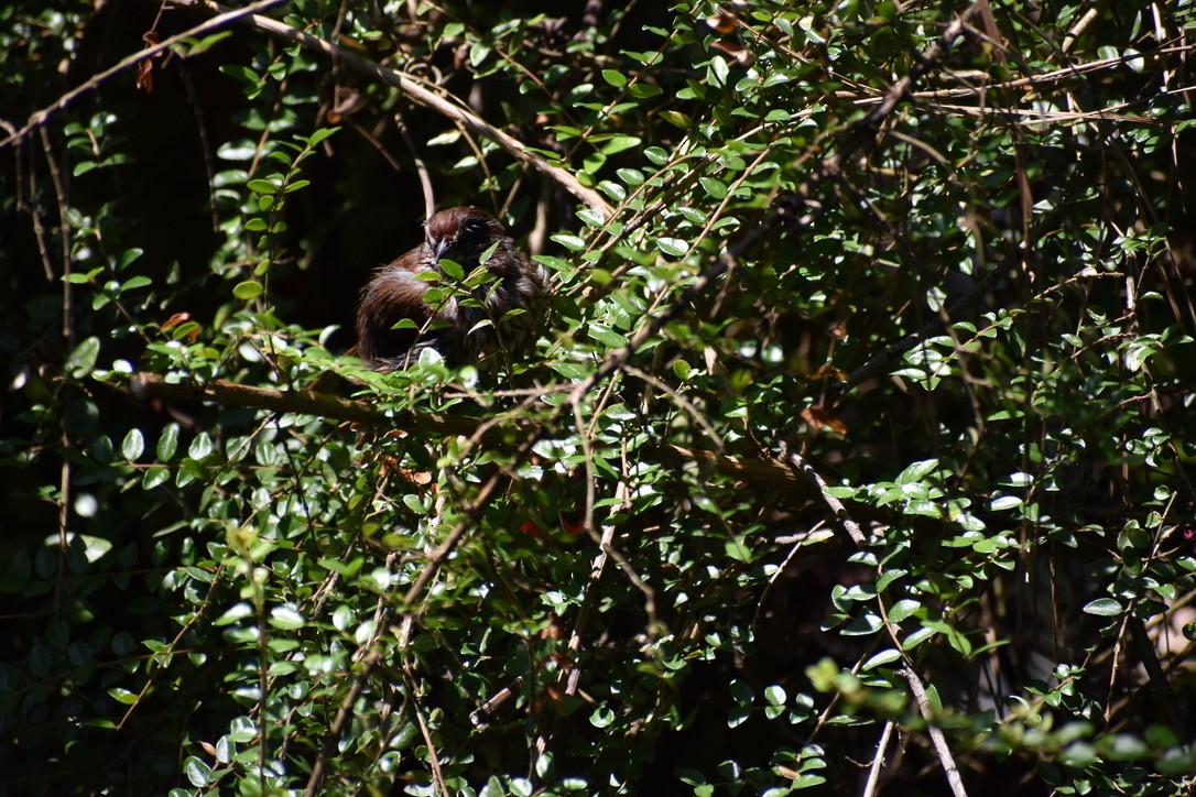 Song Sparrow (rufina Group) - ML622055355