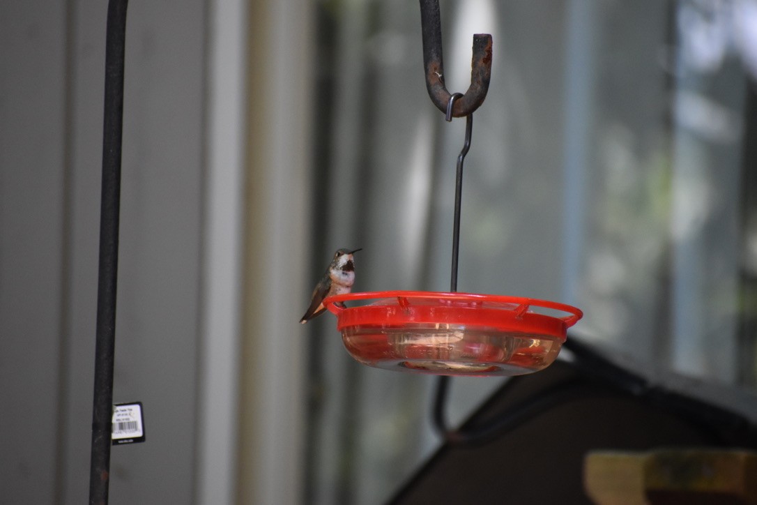 Rufous Hummingbird - ML622055356