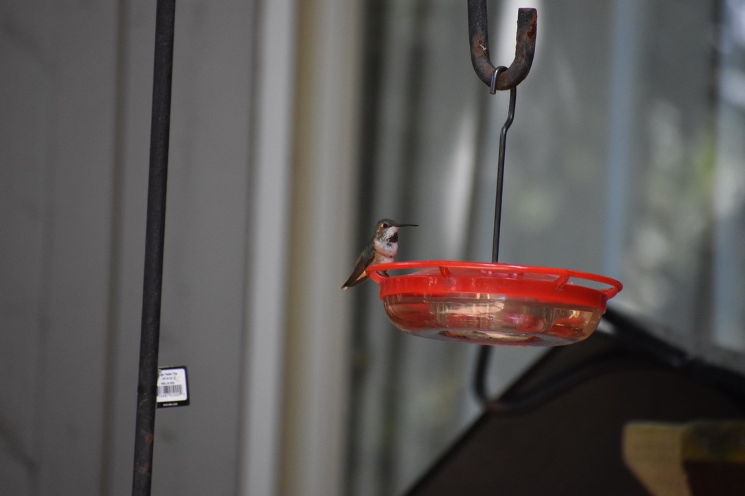 Rufous Hummingbird - ML622055358