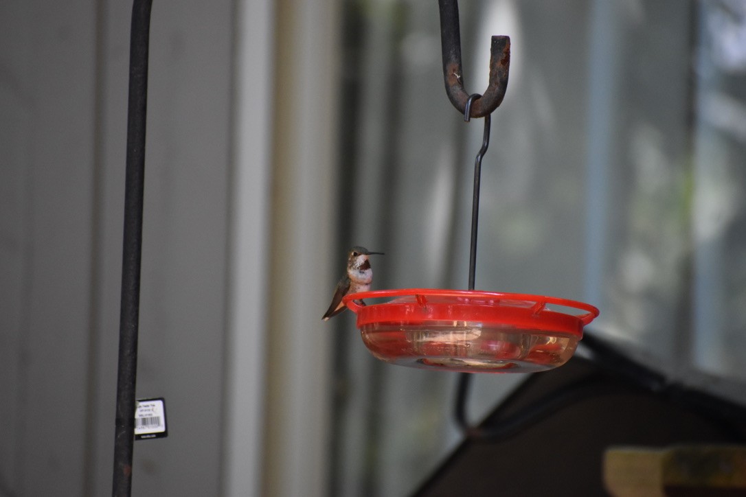 Rufous Hummingbird - ML622055359