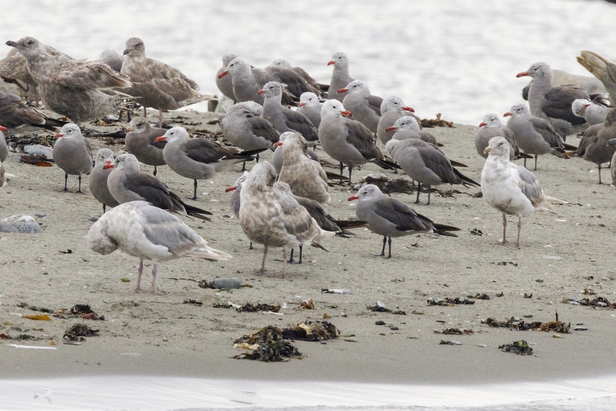 Heermann's Gull - ML622055360