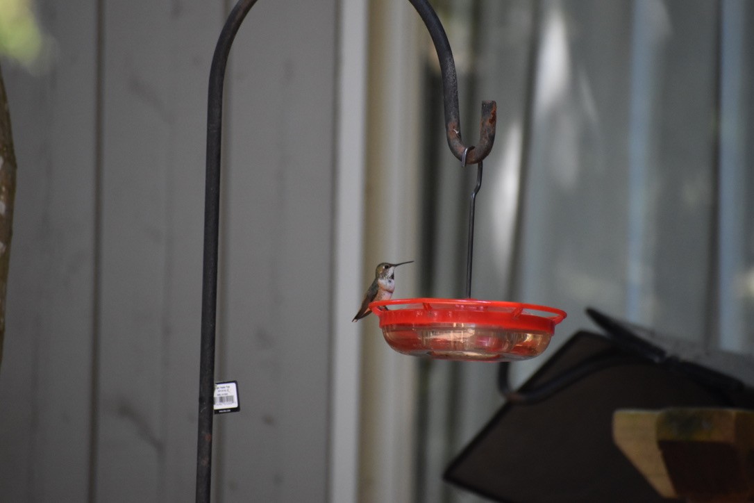 Rufous Hummingbird - ML622055361
