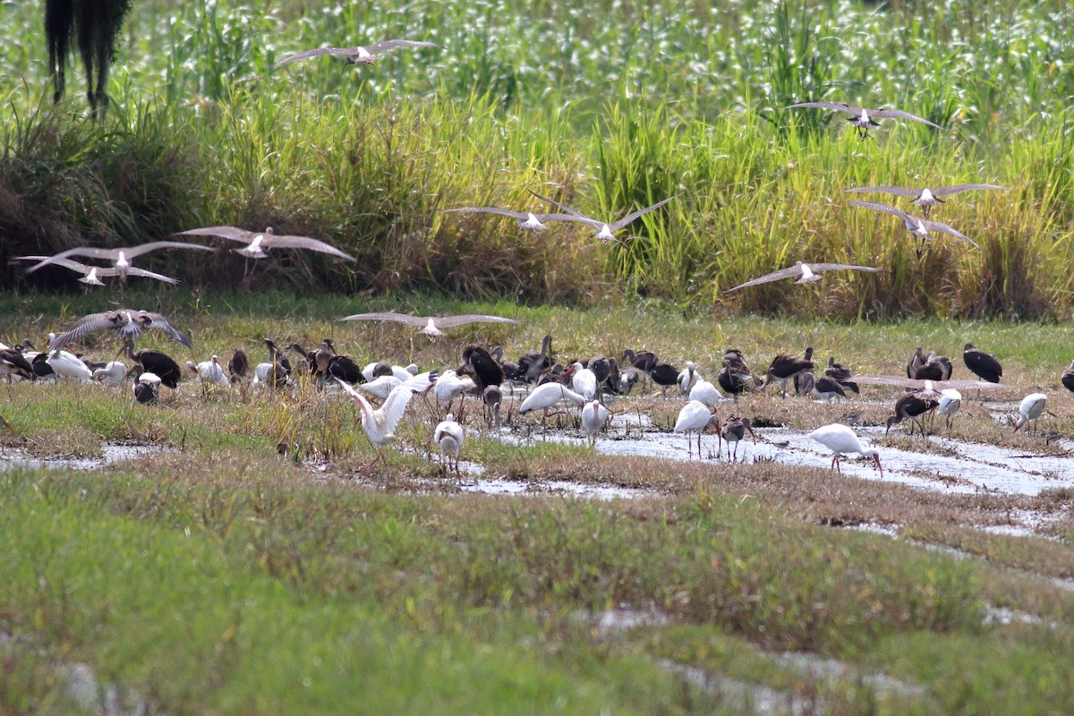 White Ibis - Richard Stanton