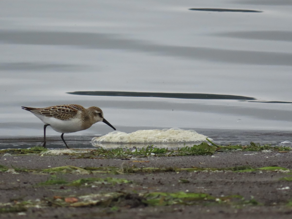 Western Sandpiper - ML622055363