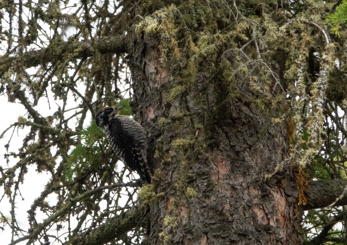 American Three-toed Woodpecker - ML622055365