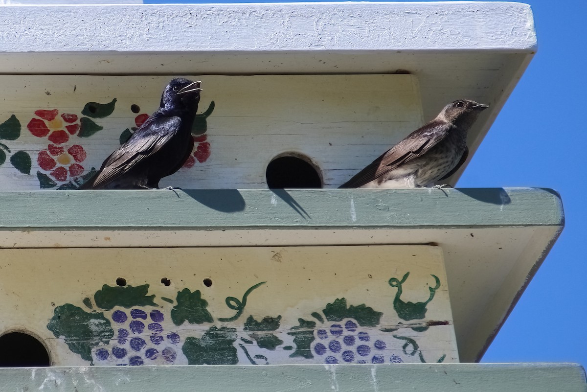 Purple Martin - ML622055366