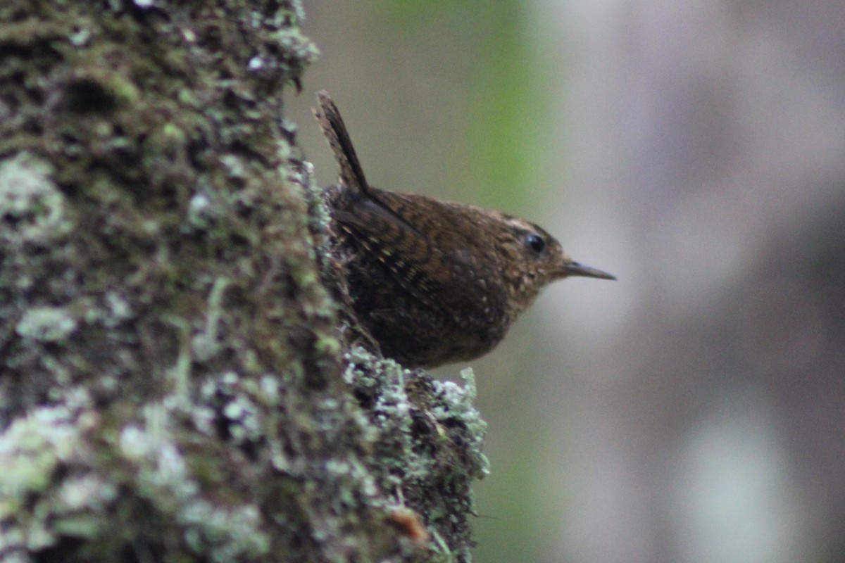 Pacific Wren - ML622055367