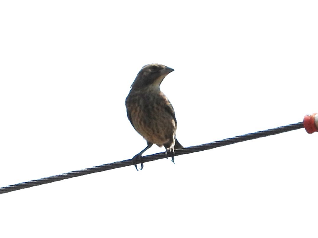 Brown-headed Cowbird - ML622055368