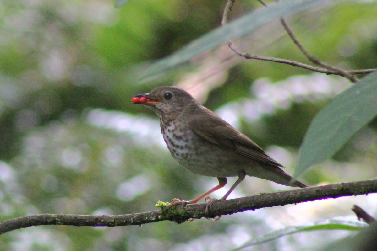 Swainson's Thrush - ML622055374