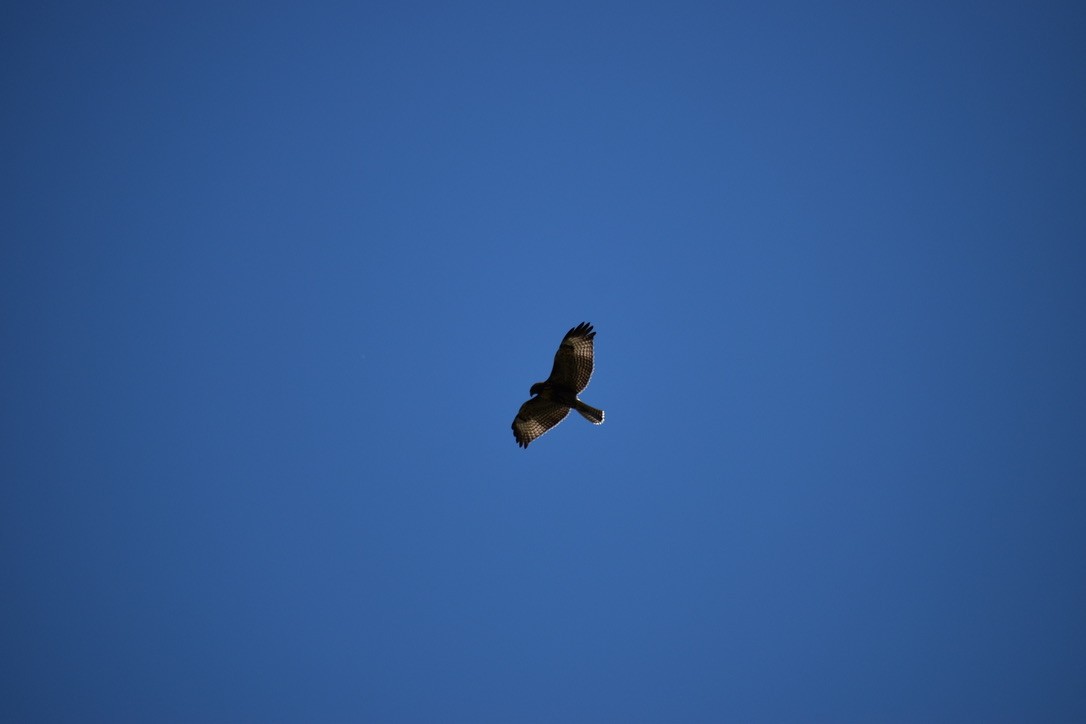 Red-tailed Hawk (calurus/alascensis) - ML622055375