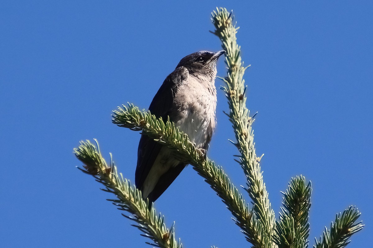 Purple Martin - ML622055376