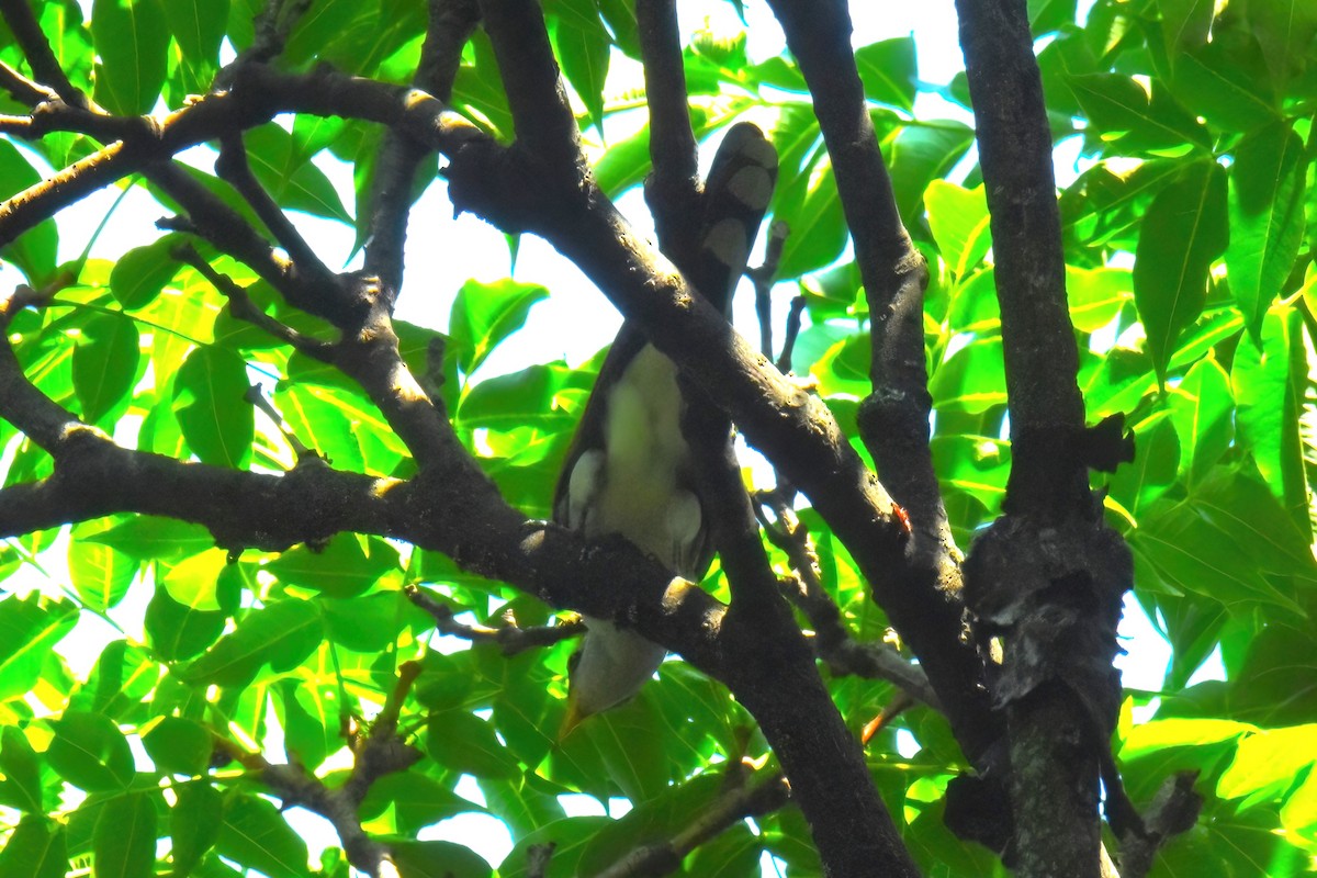 Yellow-billed Cuckoo - ML622055381