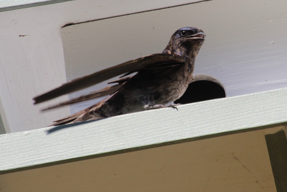 Purple Martin - ML622055382