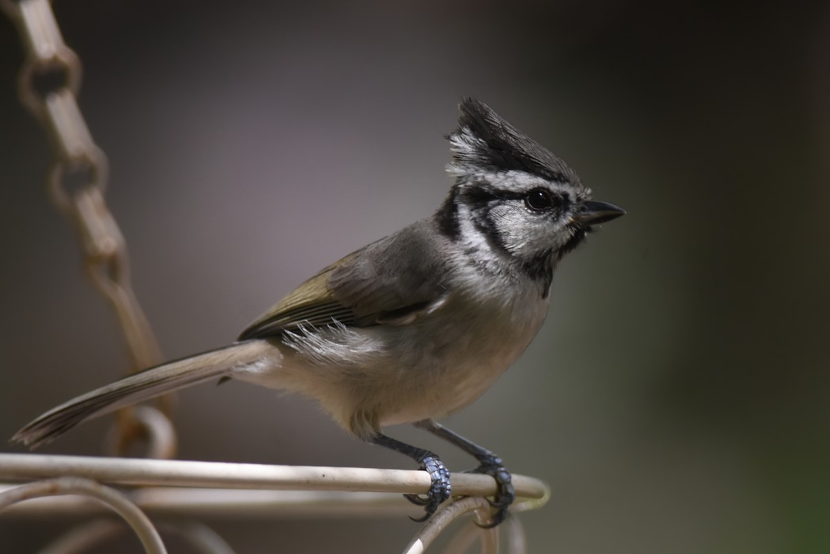 Bridled Titmouse - ML622055384