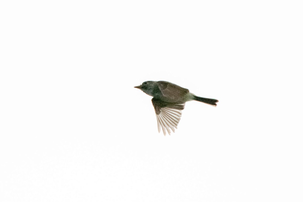 passerine sp. - ML622055386