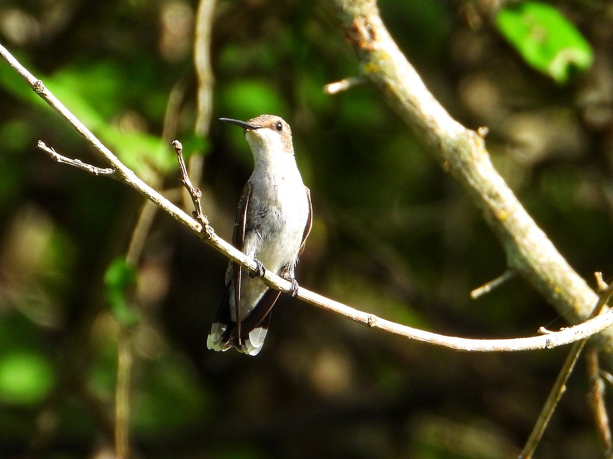 Black-chinned Hummingbird - ML622055387