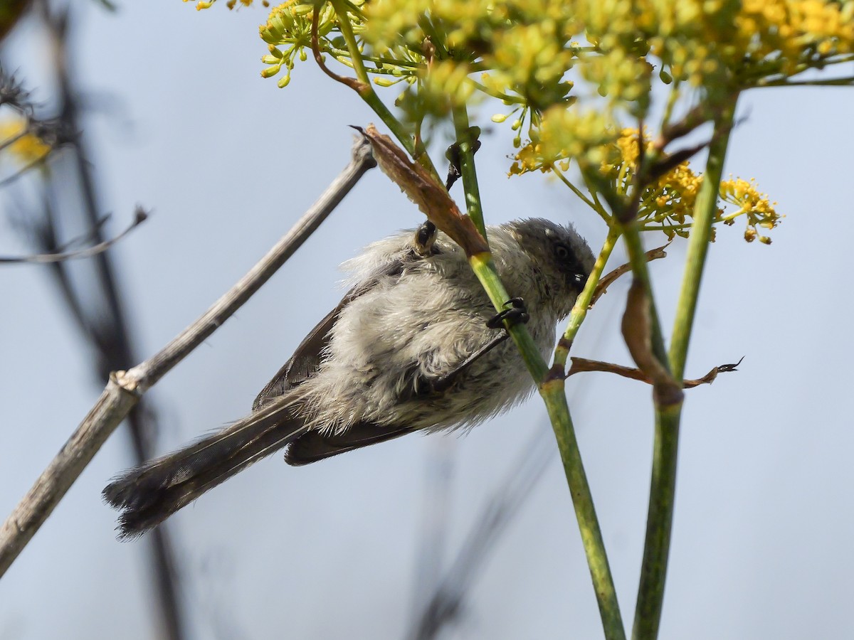 Bushtit - ML622055388