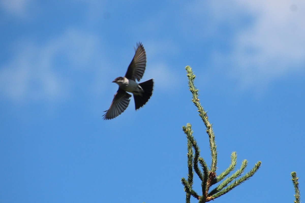 Purple Martin - ML622055390